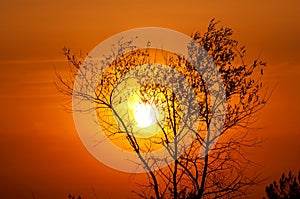 Tree on sunset background