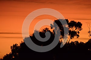 A tree with a sunrise in the background in the Blue Mountains