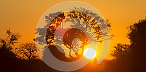 Tree at Sunset in Botswana. Okavango Delta. Africa.