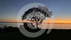 Tree at Sunset, Catalina Island in background