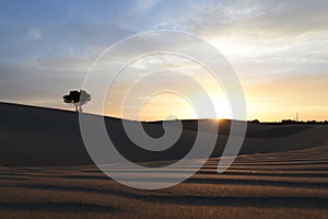 A tree in the sunset desert