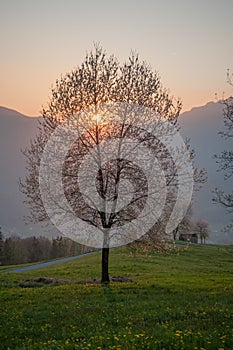 Tree at sunset