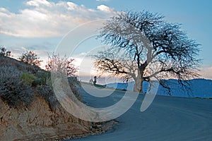 Tree at sunset on Hooper Hill on the Caliente Bodfish Highway just outside of Lake Isabella California