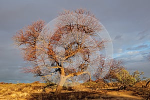 Tree at sunset - Kalahari desert