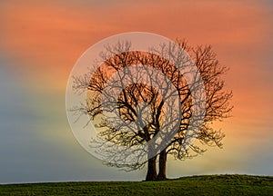 Tree in the sunset