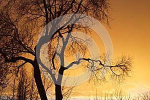 Tree with Sunset Silhouette