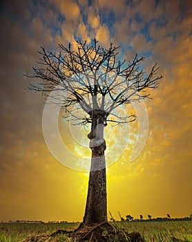 Tree at sunsets cloud