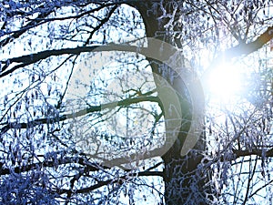 Tree sunshine snow sunray