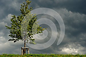 Tree in sunshine before storm clouds