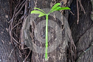 Tree support new life, green plant growing on tree.