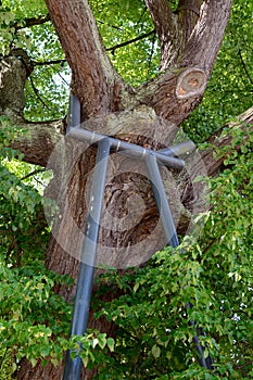 Tree support