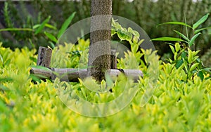Tree support in the park, close up.