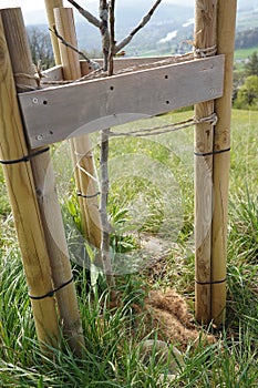 Tree support of young walnut tree.