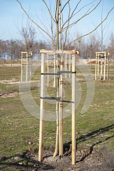 Tree Supports-young trees being supported by wooden stakes. Young tree sapling propped and supported by the wooden slats and tied
