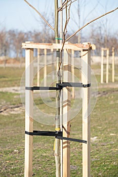 Tree Supports-young trees being supported by wooden stakes. Young tree sapling propped and supported by the wooden slats and tied