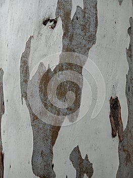 Tree surface textured background. nature background wallpaper.