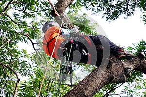 Tree surgeon climbing tall tree on ropes used safety equipment. photo