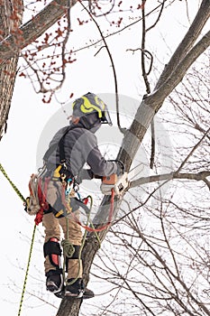 A tree surgeon cuts and trims a tree