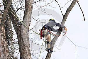 A tree surgeon cuts and trims a tree
