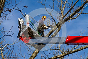 Tree surgeon