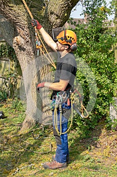 Tree Surgeon with safety harness and ropes