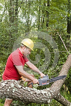 Tree surgeon using chain saw fallen tree