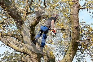 Tree Surgeon using a chainsaw