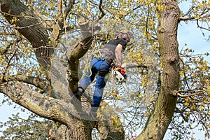 Tree Surgeon using a chainsaw photo