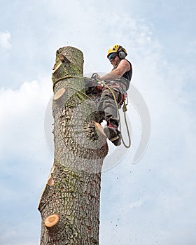Working tree surgeon at the top of a tree