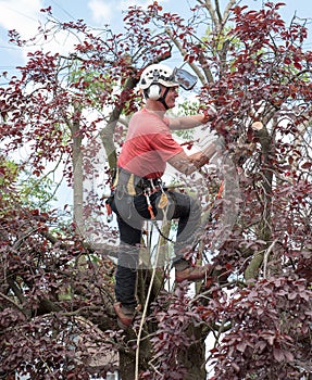 Tree Surgeon at work