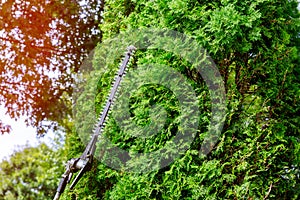 A tree surgeon worker using a power hedge trimmer to cut back a large overgrown bush.