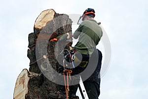 A tree surgeon working on a tree in Burford, UK
