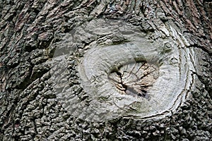 Tree surgery branch pruning wound scar