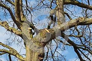 Tree surgery on a large oak.