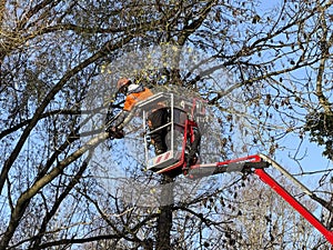 tree surgery