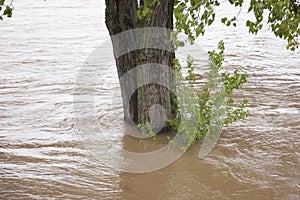 Tree Surrounded by Floodwater photo