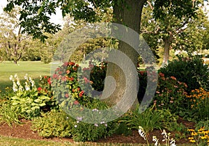 Tree surrounded by flowers