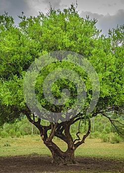 Tree surrounded by meadow rural landscape, maldonado, uruguay photo