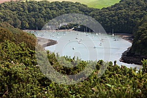 Tree Surrounded River