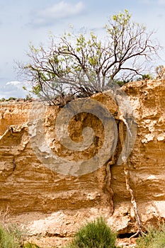 Tree surviving in Bardenas Reales, Navarra, Spain