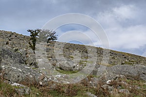 Tree surviving on the harsh Dartmoor landscape