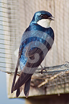 Tree Swallow