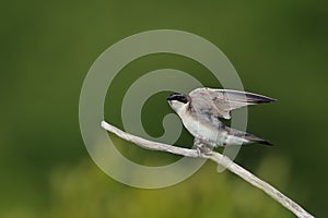 Tree Swallow