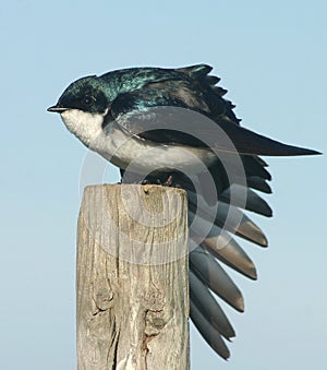 Tree Swallow