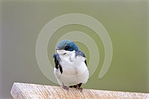 Tree Swallow  805365