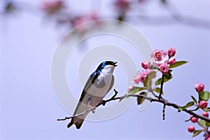 Tree Swallow  807083