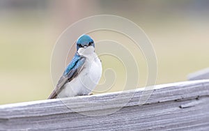 A Tree Swallow in Alaska