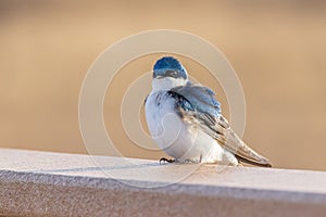 A Tree Swallow in Alaska