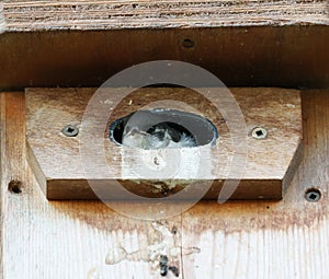 Tree swallow babies watching the outside world