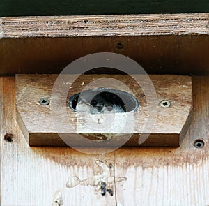 Tree swallow babies watching the outside world